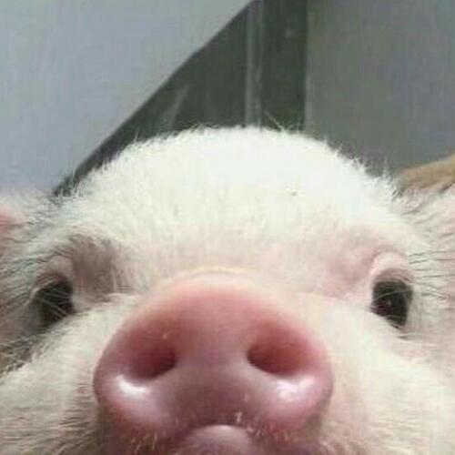 สมาชิกหมายเลข 4543314