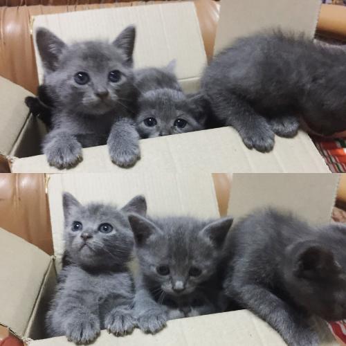 สมาชิกหมายเลข 1561810