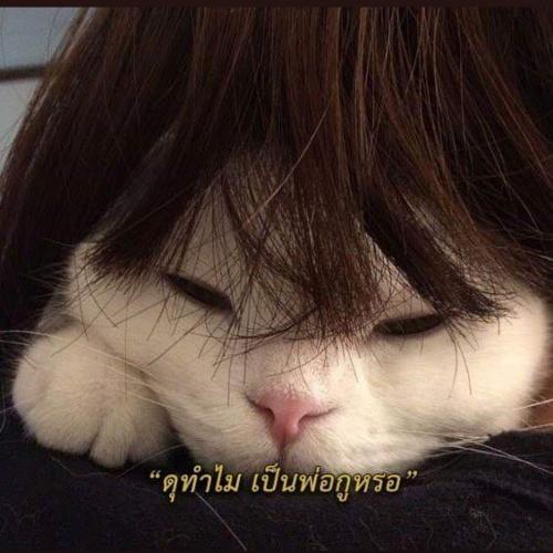 สมาชิกหมายเลข 2546708