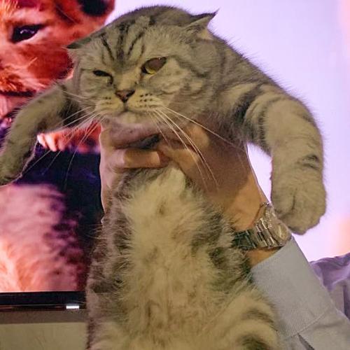 ที่รักของคนอุ้มแมว