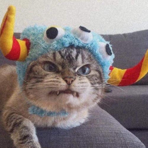 สมาชิกหมายเลข 4508484