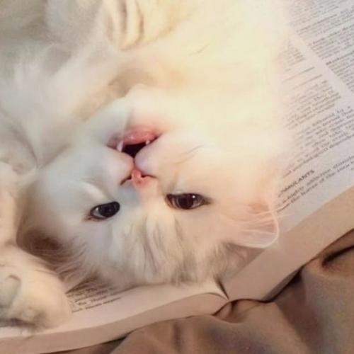 สมาชิกหมายเลข 6981834