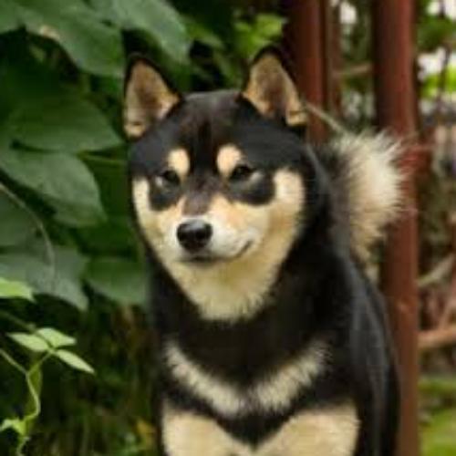 สมาชิกหมายเลข 7745729