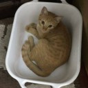 มังกะราโย