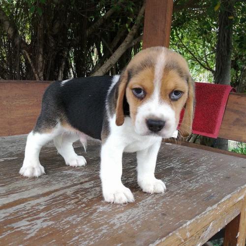 สมาชิกหมายเลข 4116608