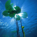 สมาชิกหมายเลข 4883680