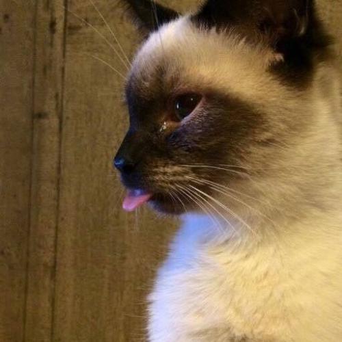 สมาชิกหมายเลข 4637581