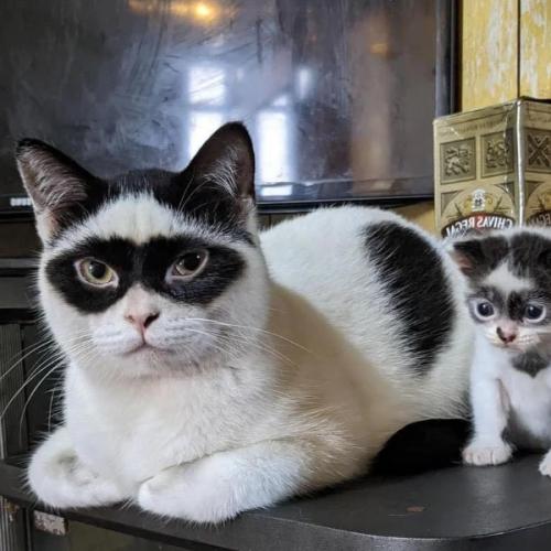 Sleepy cat works more