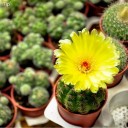 สมาชิกหมายเลข 3654009