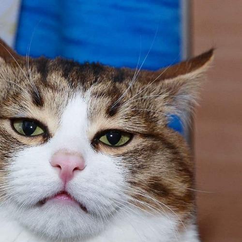 สมาชิกหมายเลข 4543898