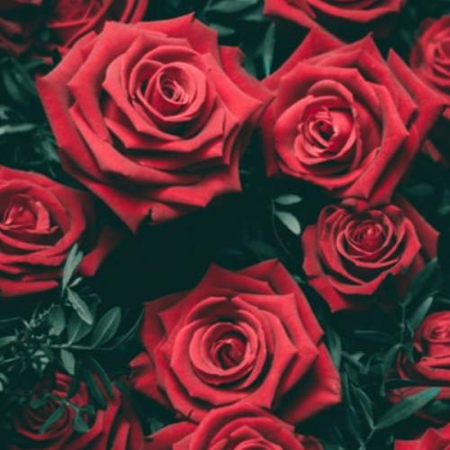 สมาชิกหมายเลข 5021687