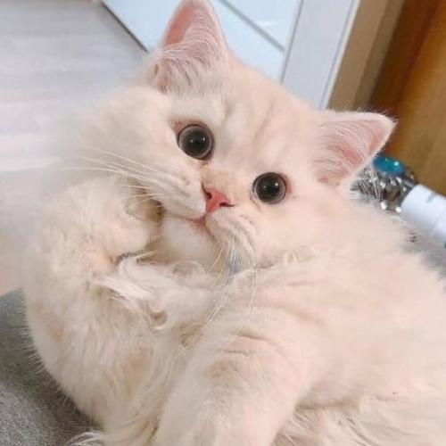 สมาชิกหมายเลข 6304736