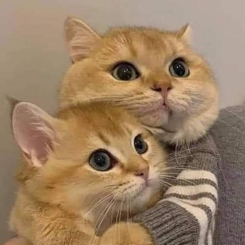 ผู้หญิงสายสตรอง