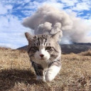 เหมียวผู้รักสงบ