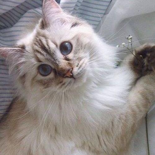 สมาชิกหมายเลข 5722715