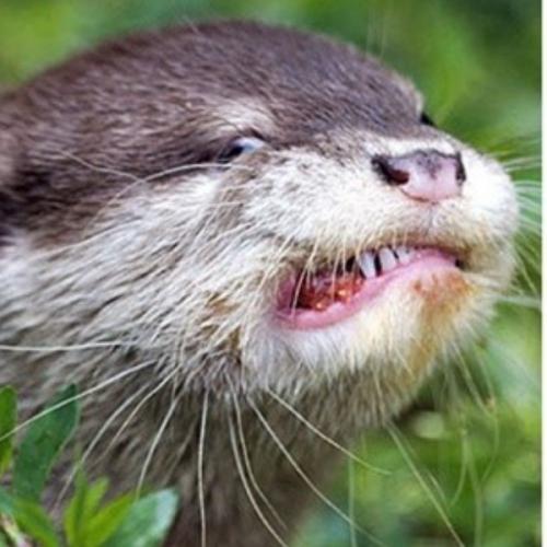 สมาชิกหมายเลข 3468635