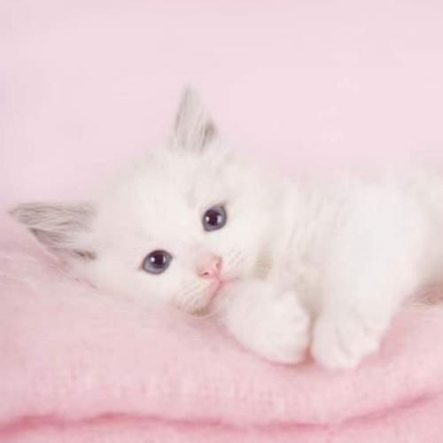 สมาชิกหมายเลข 4719348