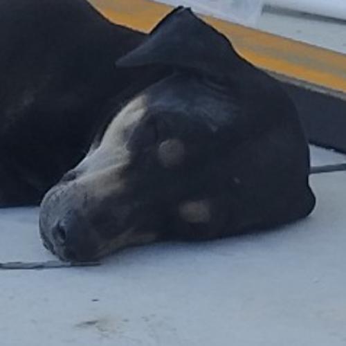 สมาชิกหมายเลข 7426590