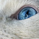 สมาชิกหมายเลข 4117690