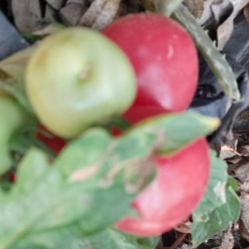 สมาชิกหมายเลข 810337