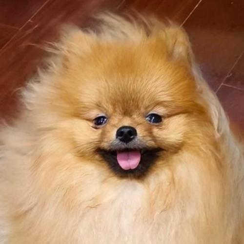 สมาชิกหมายเลข 8497233