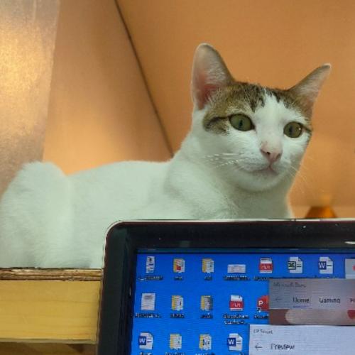 สมาชิกหมายเลข 6985907