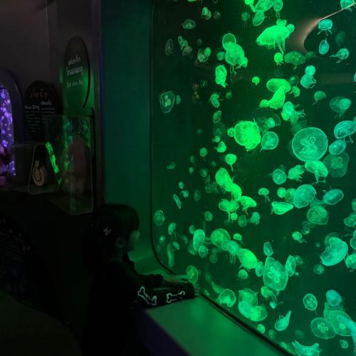 สมาชิกหมายเลข 3411073