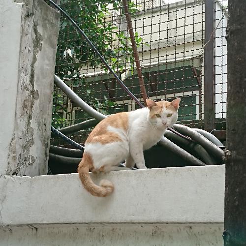 ชอบทำข้าวผัด