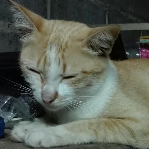 สมาชิกหมายเลข 2285850