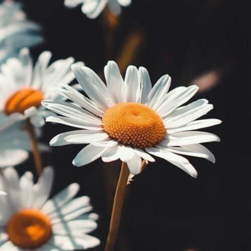 สมาชิกหมายเลข 4708255