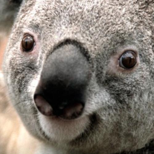 สมาชิกหมายเลข 4214497