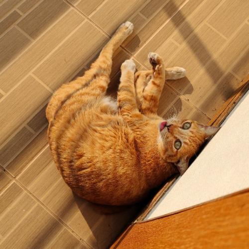 สมาชิกหมายเลข 3333795