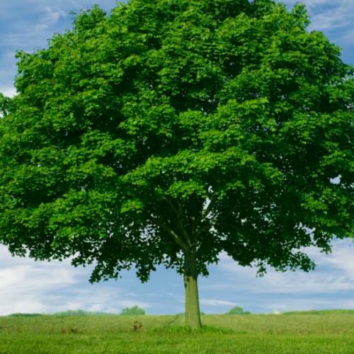 สมาชิกหมายเลข 962917