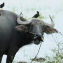 สมาชิกหมายเลข 1837027