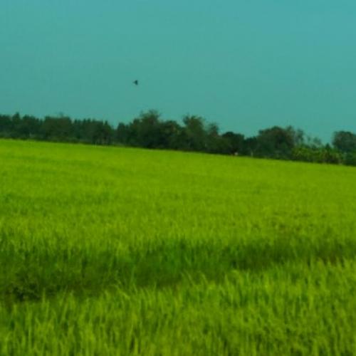 สมาชิกหมายเลข 3203475