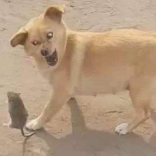 สมาชิกหมายเลข 3755207