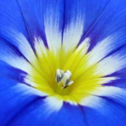 คุกกี้รสแตงโม