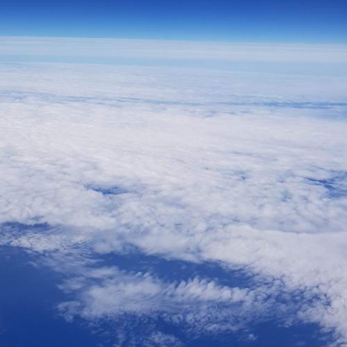 ซากุระฤดูหนาว