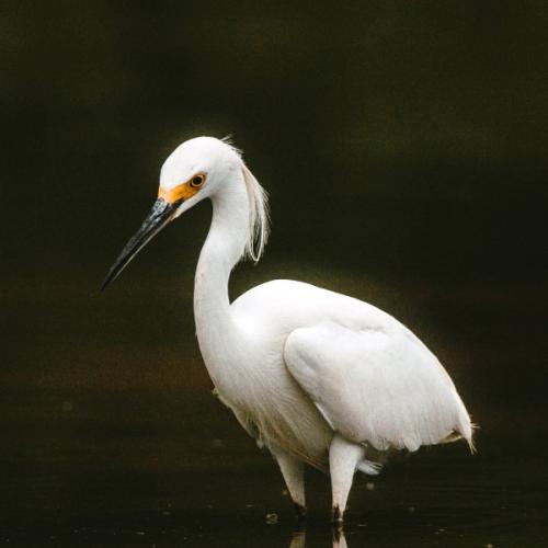 สมาชิกหมายเลข 6303788