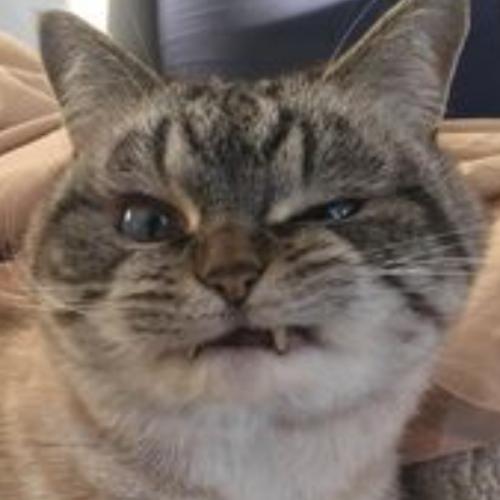 เจ้าเหมียวพุงตุ้ย