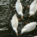 สมาชิกหมายเลข 4540583