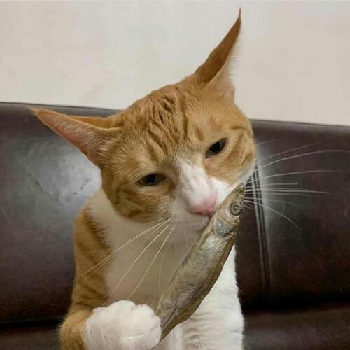 สมาชิกหมายเลข 5281886