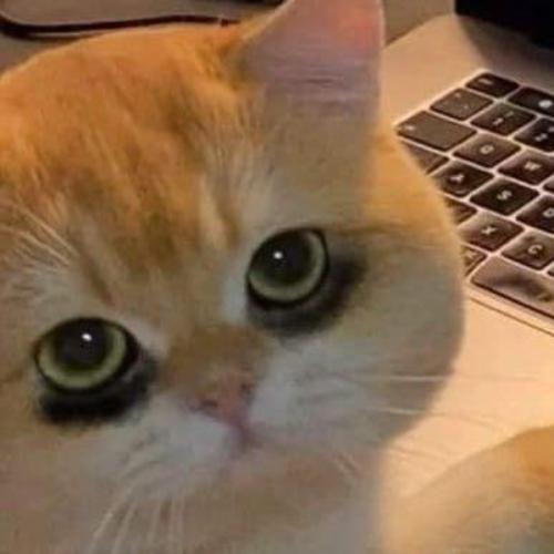 สมาชิกหมายเลข 8709281