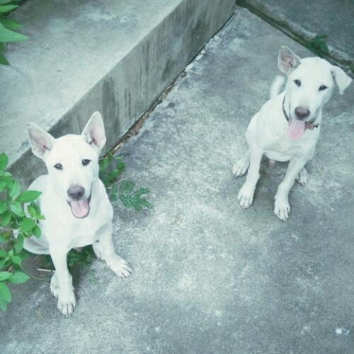 สมาชิกหมายเลข 4546689