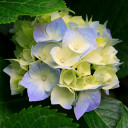 สมาชิกหมายเลข 4546921