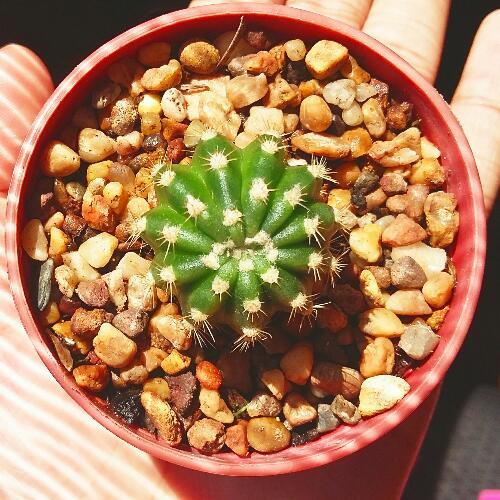 สมาชิกหมายเลข 5238996