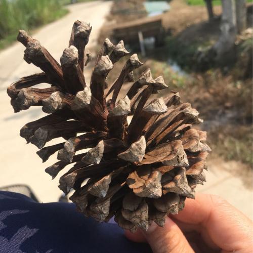 สมาชิกหมายเลข 1116065