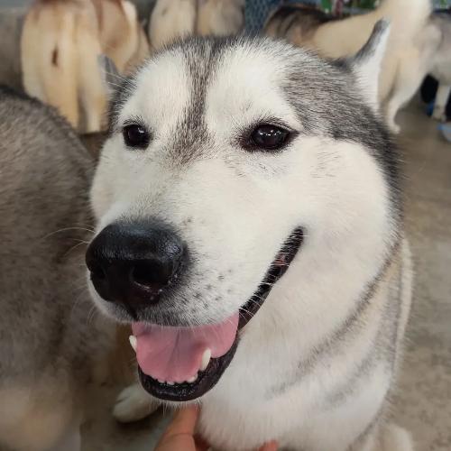 สมาชิกหมายเลข 6409666