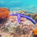 เฮียพาหมีหนีเที่ยว