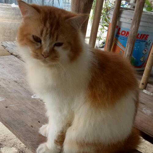 สมาชิกหมายเลข 4547706